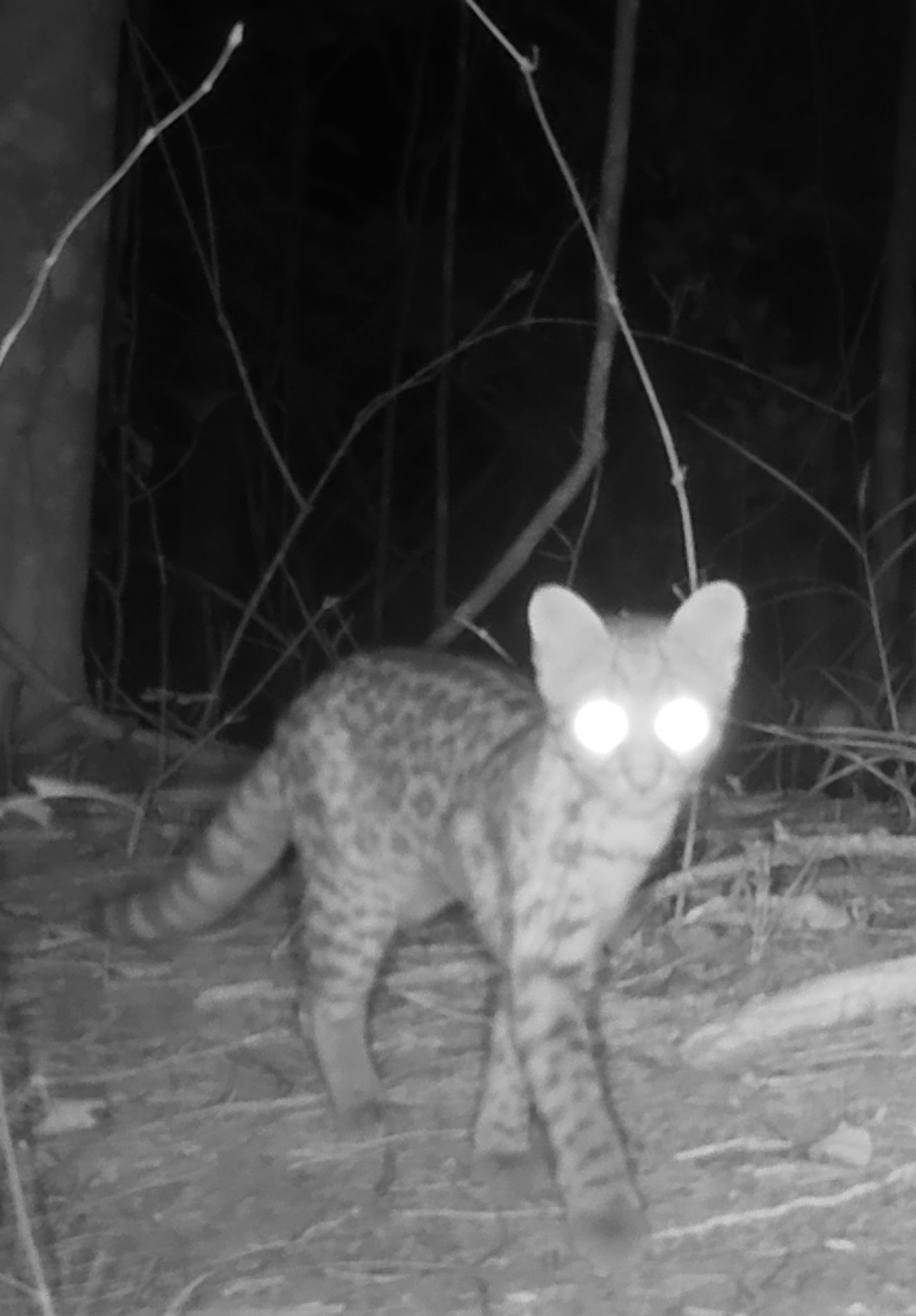 Gato-do-mato-pequeno · Leopardus guttulus
