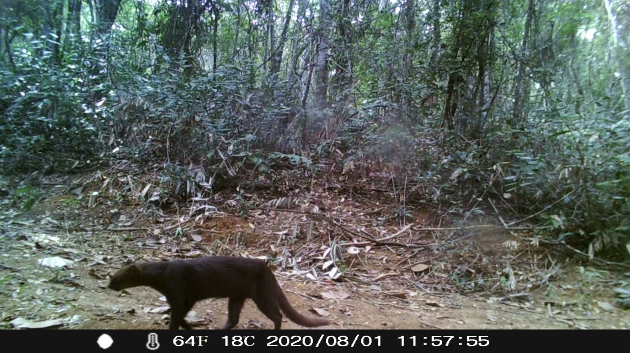 Jaguarundi · Herpailurus yagouaroundi