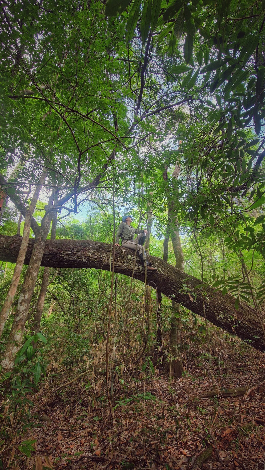 Josie Antonucci di Carvalho na floresta