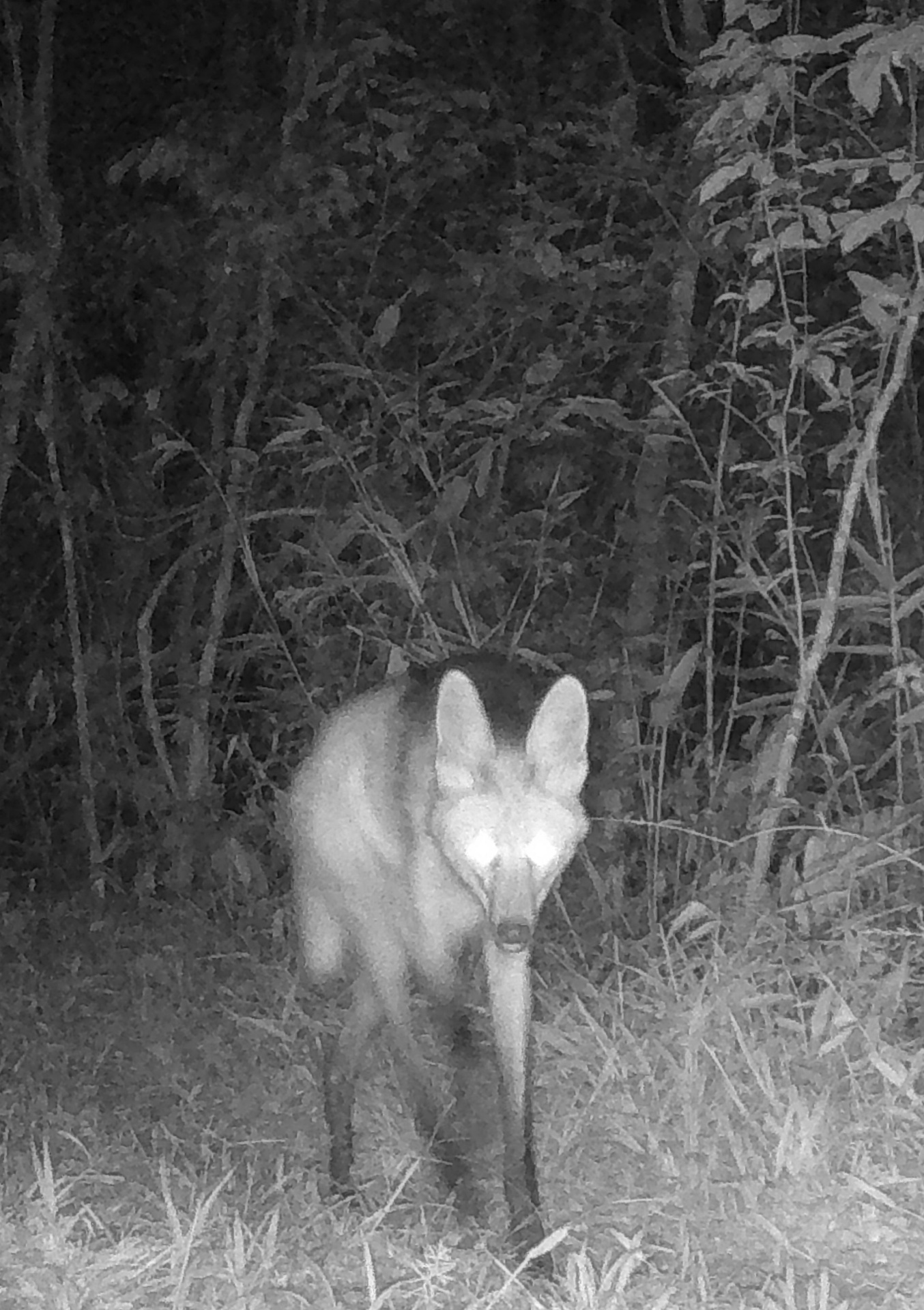 Lobo-guará · Chrysocyon brachyurus
