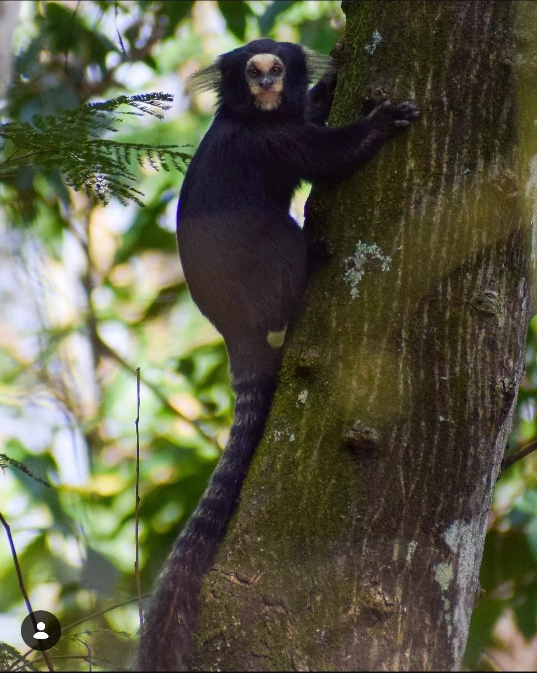 Callithrix aurita, sagui-da-serra-escuro, em árvore